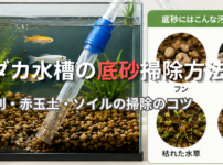 メダカ 水槽 底砂 掃除