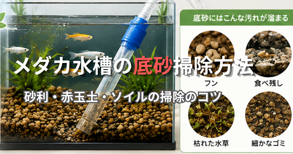 メダカ 水槽 底砂 掃除