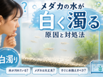 メダカ 水 白く濁る