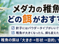 メダカ 稚魚 餌 おすすめ